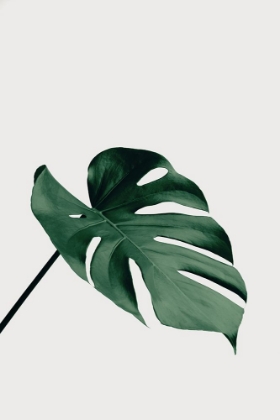 Picture of MONSTERA NATURAL 05