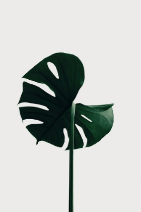 Picture of MONSTERA NATURAL 06