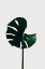 Picture of MONSTERA NATURAL 06
