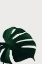 Picture of MONSTERA NATURAL 08
