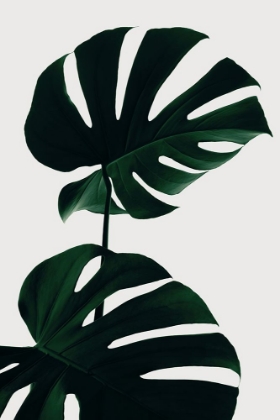 Picture of MONSTERA NATURAL 09