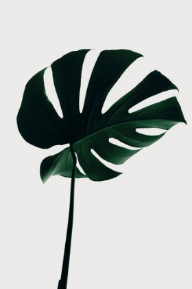 Picture of MONSTERA NATURAL 10