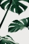 Picture of MONSTERA NATURAL 13