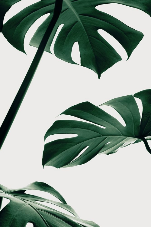 Picture of MONSTERA NATURAL 13