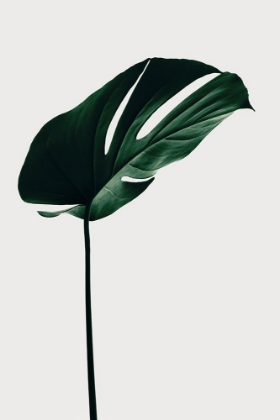 Picture of MONSTERA NATURAL 14
