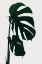 Picture of MONSTERA NATURAL 15