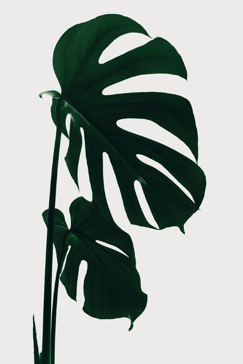 Picture of MONSTERA NATURAL 15