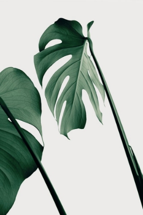 Picture of MONSTERA NATURAL 17