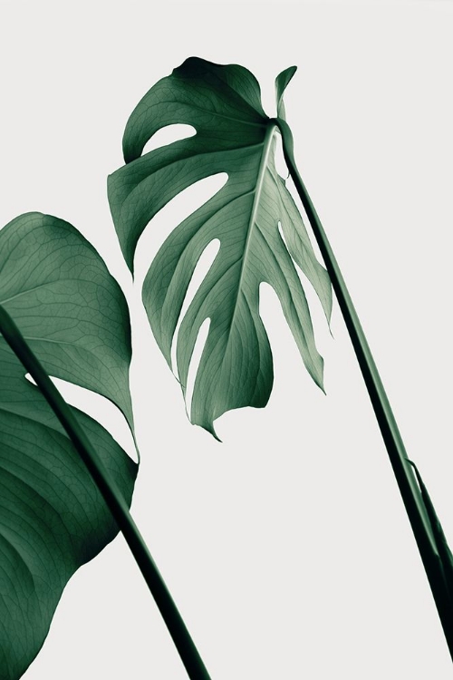Picture of MONSTERA NATURAL 17