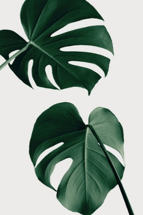 Picture of MONSTERA NATURAL 18