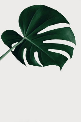 Picture of MONSTERA NATURAL 19