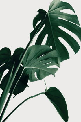 Picture of MONSTERA NATURAL 22