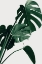 Picture of MONSTERA NATURAL 22