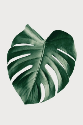 Picture of MONSTERA NATURAL 23