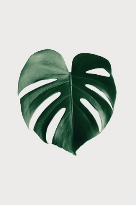 Picture of MONSTERA NATURAL 24