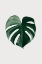 Picture of MONSTERA NATURAL 24