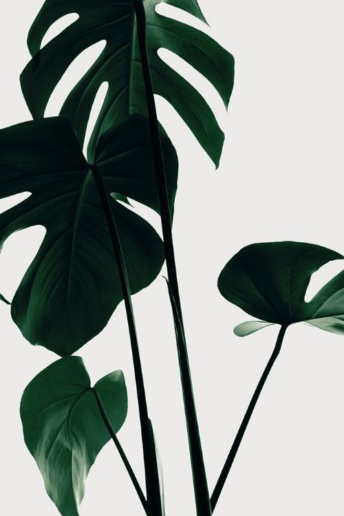 Picture of MONSTERA NATURAL 25