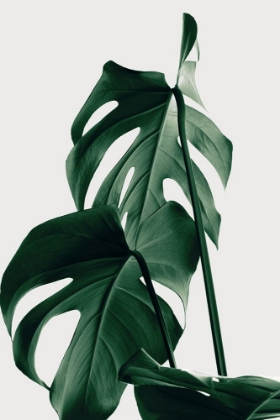 Picture of MONSTERA NATURAL 26