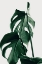 Picture of MONSTERA NATURAL 26