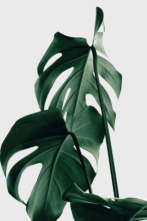Picture of MONSTERA NATURAL 26