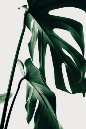 Picture of MONSTERA NATURAL 27