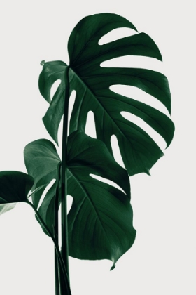 Picture of MONSTERA NATURAL 28