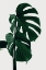 Picture of MONSTERA NATURAL 28