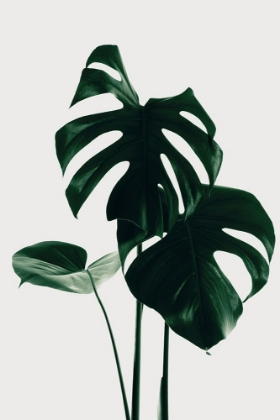 Picture of MONSTERA NATURAL 29