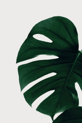 Picture of MONSTERA NATURAL 30