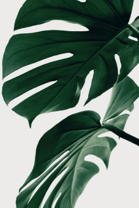 Picture of MONSTERA NATURAL 31