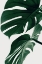 Picture of MONSTERA NATURAL 31
