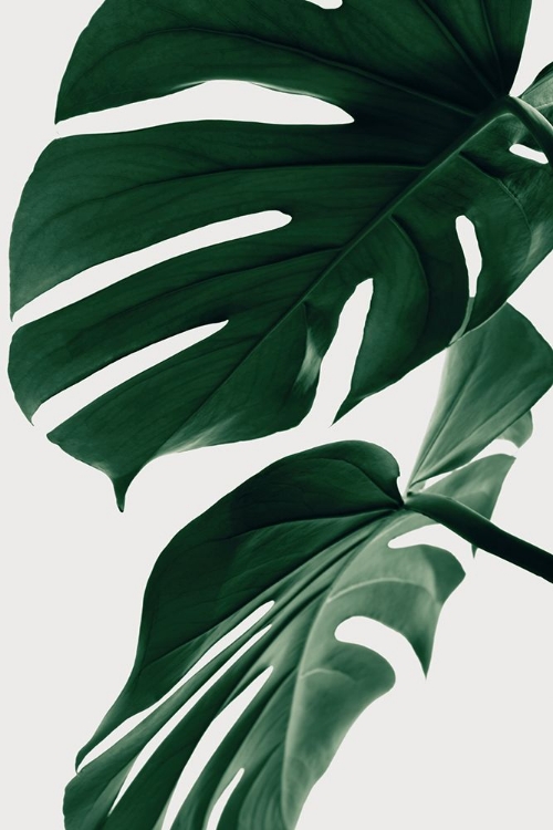 Picture of MONSTERA NATURAL 31