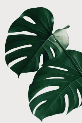 Picture of MONSTERA NATURAL 32