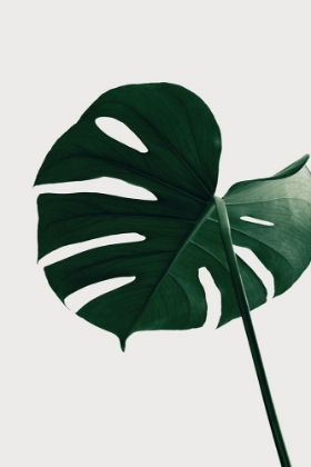 Picture of MONSTERA NATURAL 33