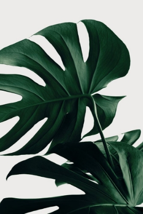 Picture of MONSTERA NATURAL 34