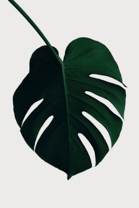 Picture of MONSTERA NATURAL 35