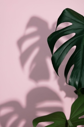 Picture of MONSTERA PINK 09