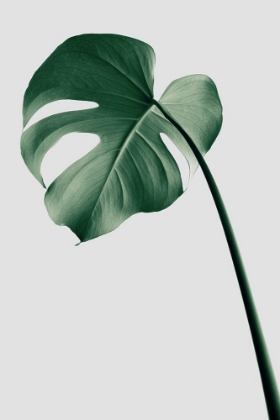 Picture of MONSTERA NATURAL 36