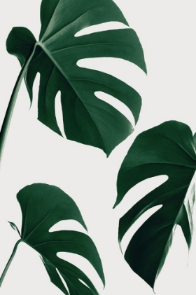 Picture of MONSTERA NAUTRAL 39
