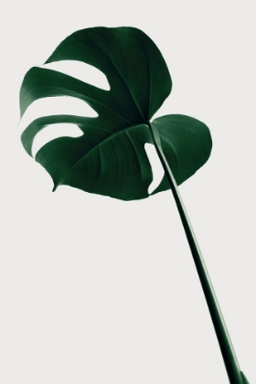Picture of MONSTERA NATURAL 40