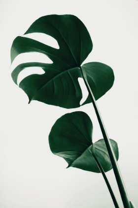 Picture of MONSTERA NATURAL 41