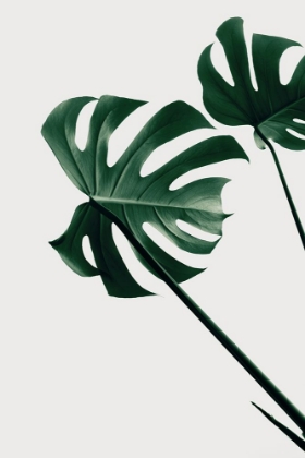 Picture of MONSTERA NATURAL 47