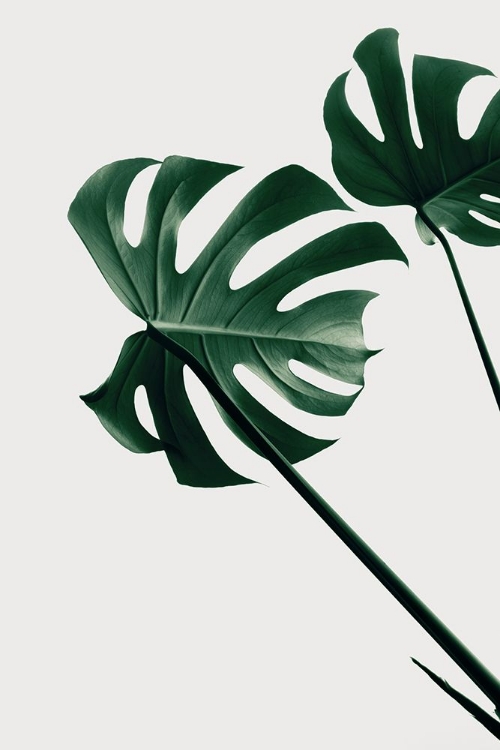 Picture of MONSTERA NATURAL 47
