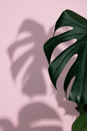 Picture of MONSTERA PINK 10