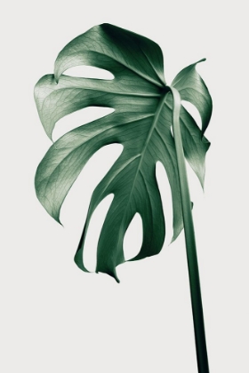 Picture of MONSTERA NATURAL 44