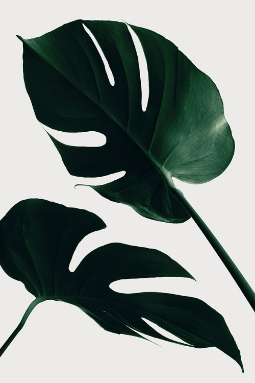 Picture of MONSTERA NATURAL 45