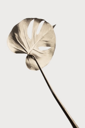 Picture of MONSTERA GOLD 03