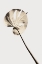 Picture of MONSTERA GOLD 03