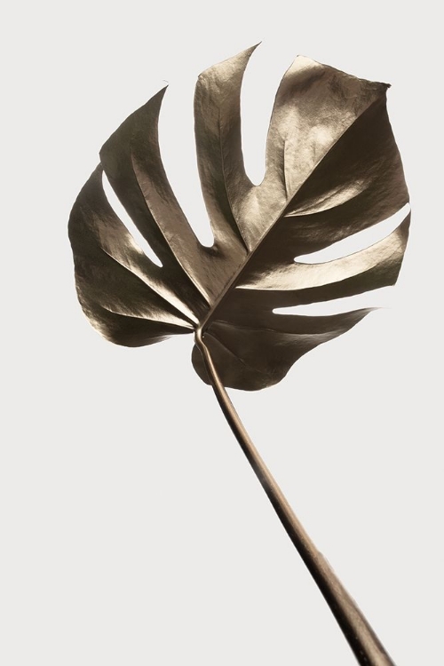 Picture of MONSTERA GOLD 04