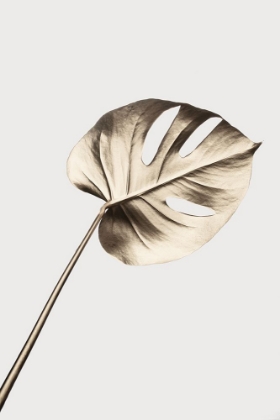 Picture of MONSTERA GOLD 07
